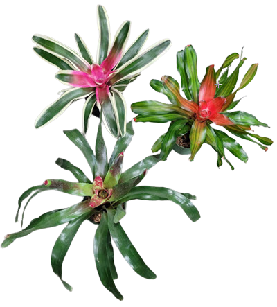 6" Bromeliad Neoregelia Assortment